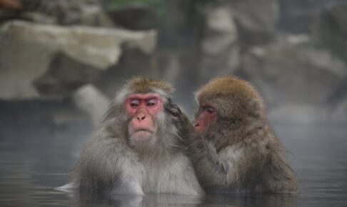猿が温泉