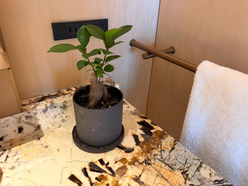 リッツカールトン福岡 客室 観葉植物