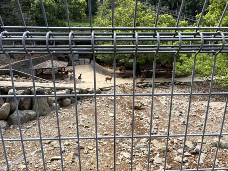 稲佐山公園 鹿放牧場