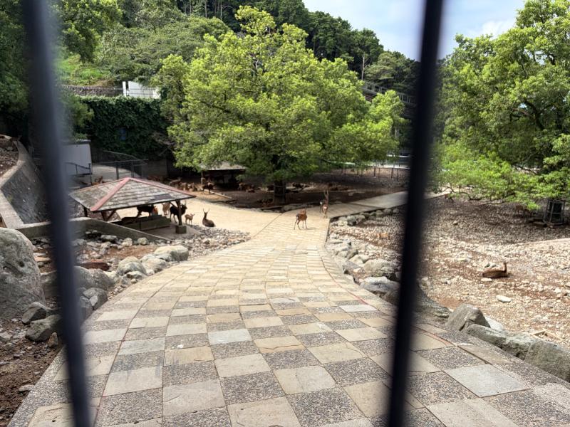 稲佐山公園 鹿放牧場の園内