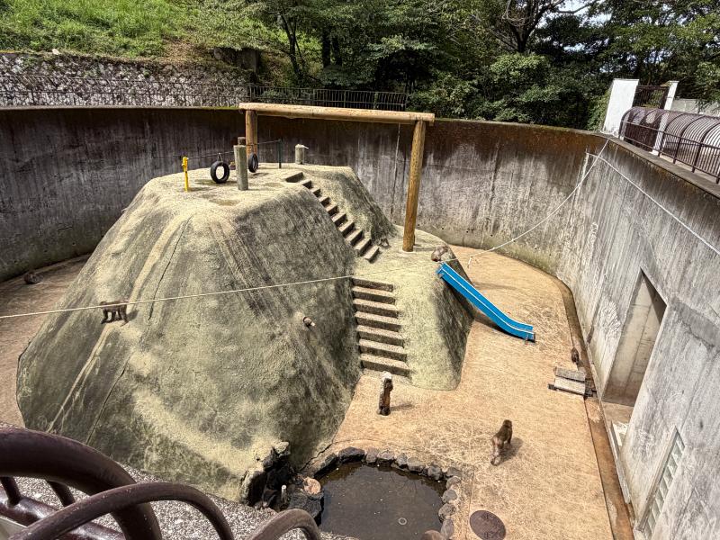 稲佐山公園 猿舎の猿
