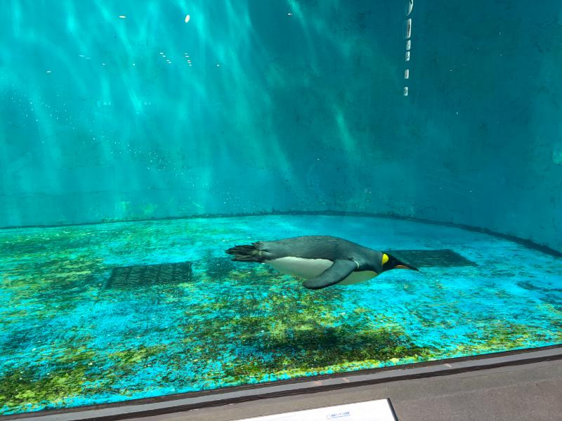 長崎ペンギン水族館 泳ぐペンギン