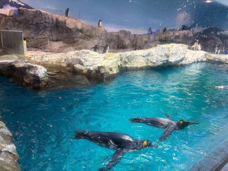 長崎ペンギン水族館 ペンギンプール