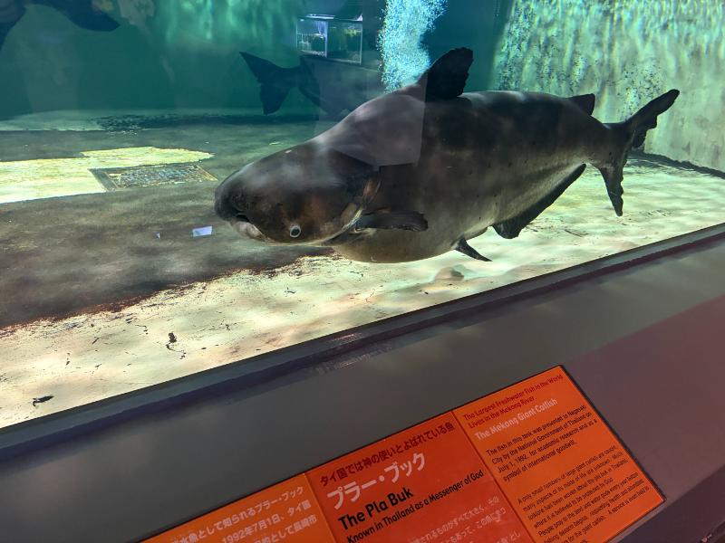 長崎ペンギン水族館 プラーブックの水槽