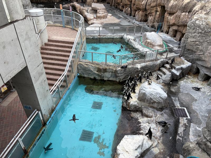 長崎ペンギン水族館 ペンギンプール全景