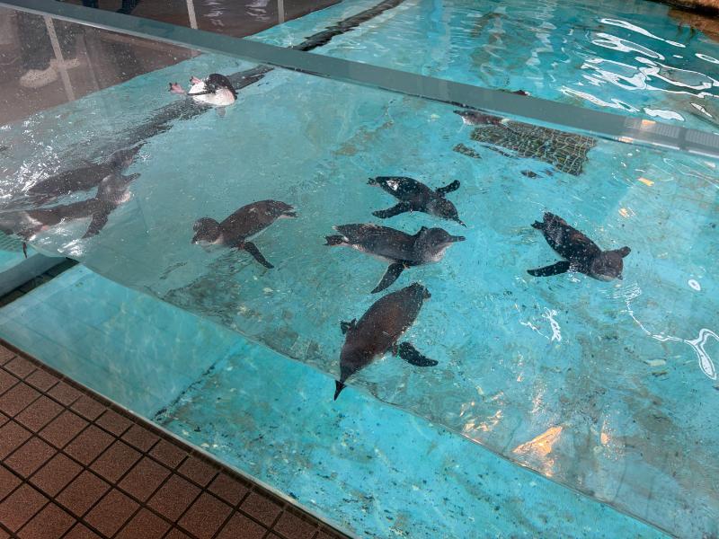 長崎ペンギン水族館 泳ぐペンギン