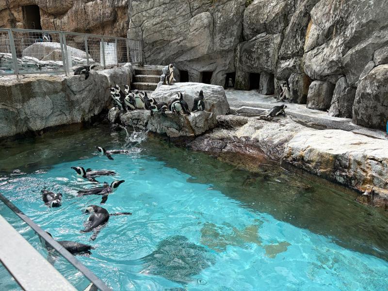 長崎ペンギン水族館 ペンギンプール