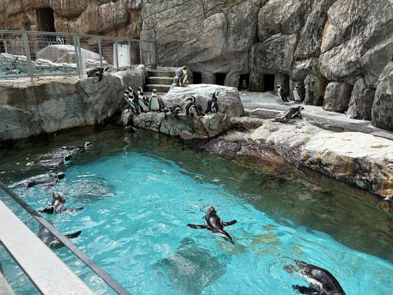 長崎ペンギン水族館 ペンギンの岩場