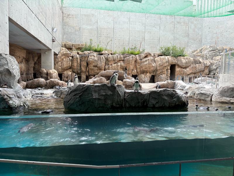 長崎ペンギン水族館 ペンギンプール（岩場と水中展示）
