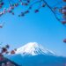 富士山と桜